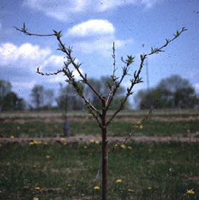 Curățarea pomilor fructiferi 
