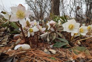 Helleborus