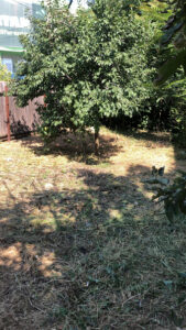 servicii-curatare-gradina-Botosani