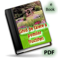 Ghid complet de tăiere a pomilor fructiferi