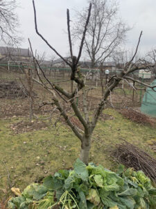 taieri-la-pomi-Botosani